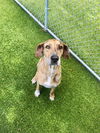 adoptable Dog in  named BROWN SWISS