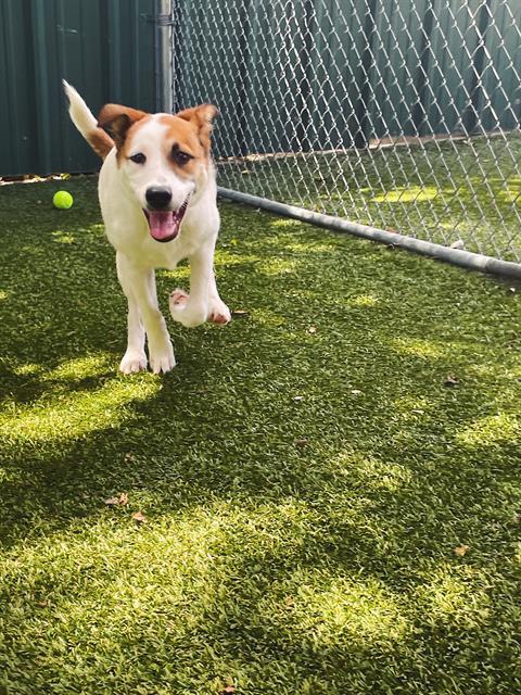 adoptable Dog in Killeen, TX named POLLY