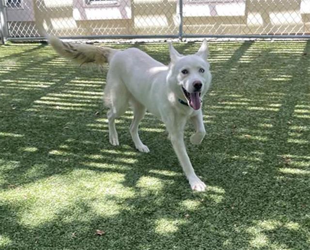 adoptable Dog in Killeen, TX named SHIRLEY