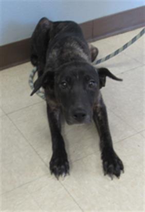 adoptable Dog in Killeen, TX named CASEY