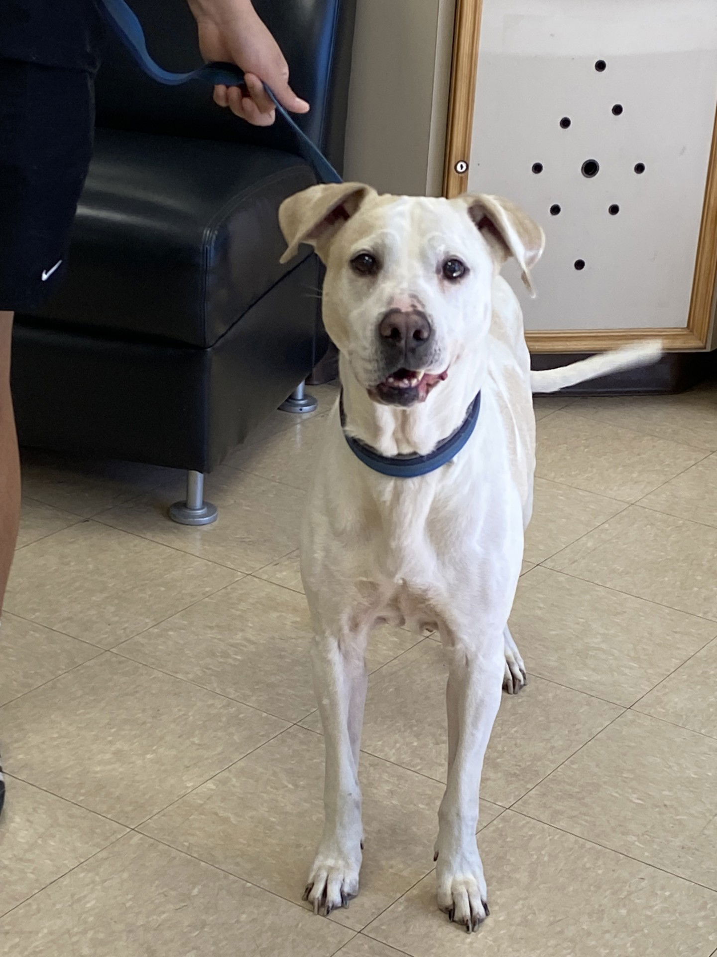 adoptable Dog in Killeen, TX named MOLLY