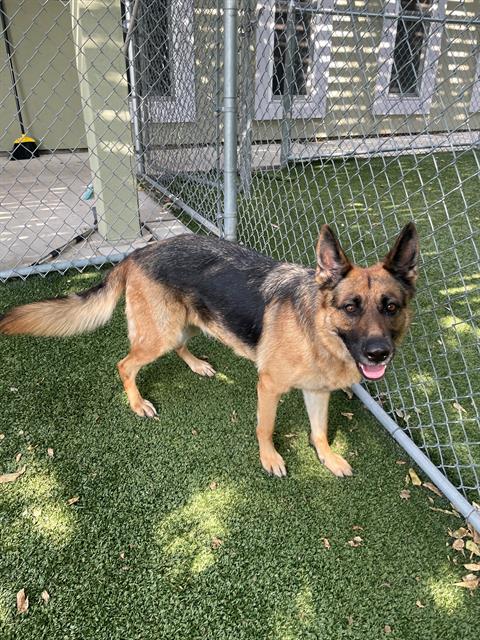 adoptable Dog in Killeen, TX named CALLIE