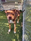 adoptable Dog in Killeen, TX named OAKLEY