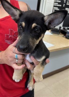 adoptable Dog in Killeen, TX named IVY