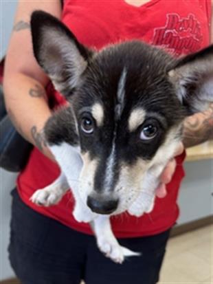 adoptable Dog in Killeen, TX named FERN