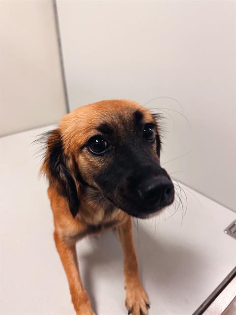 adoptable Dog in Killeen, TX named CHOCOLATE