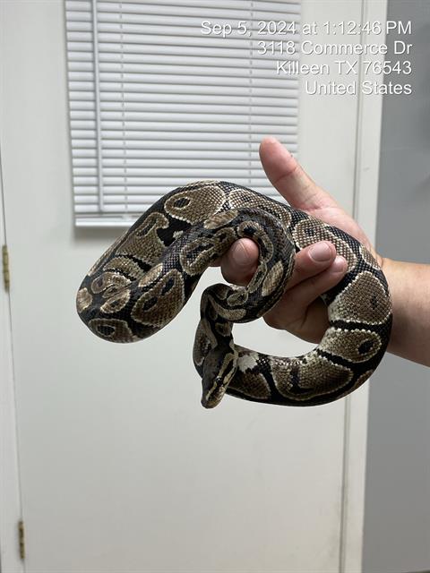 adoptable Snake in Killeen, TX named SNEKE