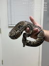 adoptable Snake in  named SNEKE