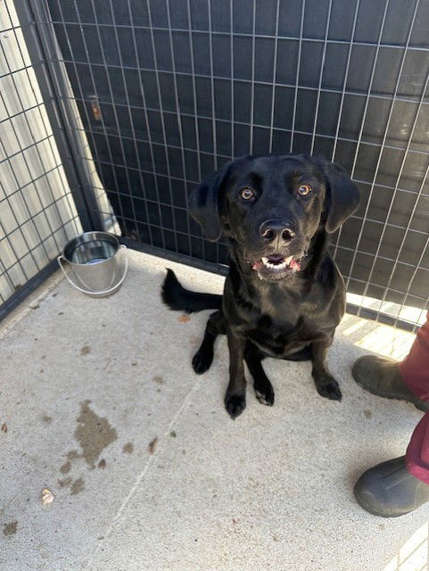 adoptable Dog in Killeen, TX named JACK