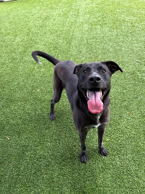 adoptable Dog in Killeen, TX named SUMMER