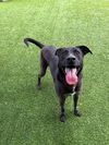 adoptable Dog in  named SUMMER