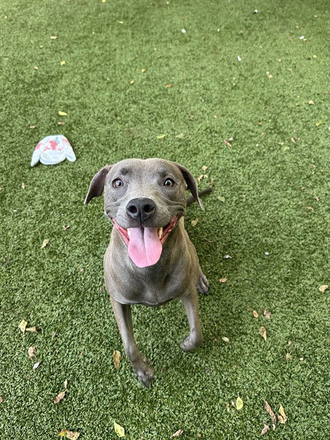 adoptable Dog in Killeen, TX named LIBBY