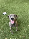 adoptable Dog in Killeen, TX named LIBBY