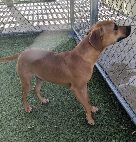 adoptable Dog in Killeen, TX named CONNOR