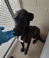 adoptable Dog in Killeen, TX named TRIXX