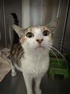 adoptable Cat in Killeen, TX named LIGHTBULB