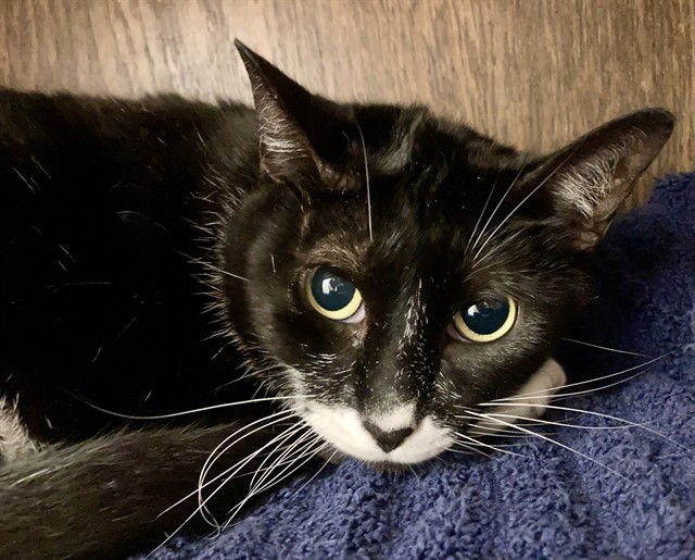 adoptable Cat in Killeen, TX named CHARLOTTE