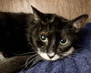 adoptable Cat in Killeen, TX named CHARLOTTE