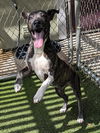 adoptable Dog in  named CANDY