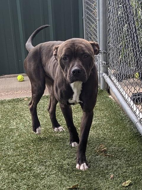 adoptable Dog in Killeen, TX named HADES