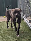 adoptable Dog in Killeen, TX named HADES