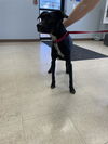 adoptable Dog in Killeen, TX named ALMA