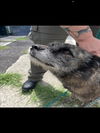 adoptable Dog in Killeen, TX named CRICKET