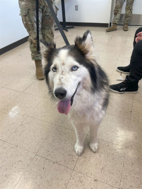 adoptable Dog in Killeen, TX named ATHENA