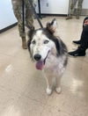 adoptable Dog in  named ATHENA