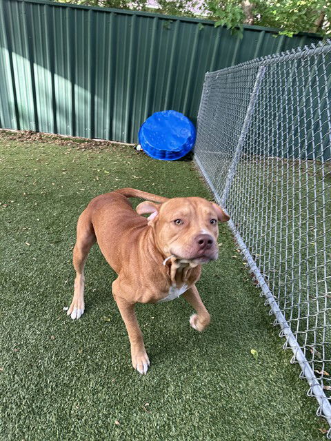 adoptable Dog in Killeen, TX named MAVERICK