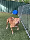 adoptable Dog in Killeen, TX named MAVERICK