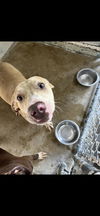 adoptable Dog in Killeen, TX named BRUCE
