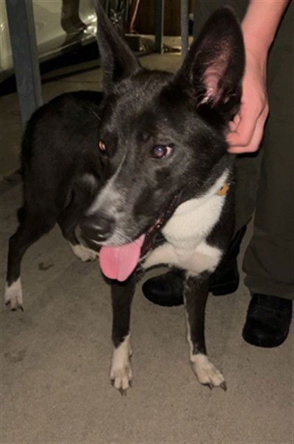 adoptable Dog in Killeen, TX named MS.PANDA