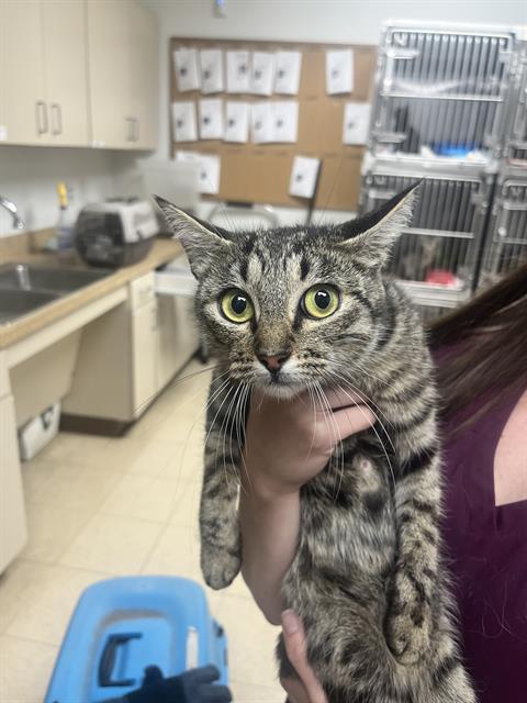 adoptable Cat in Killeen, TX named FIONA