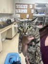 adoptable Cat in Killeen, TX named FIONA