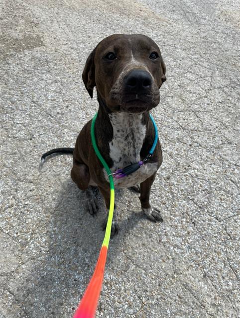 adoptable Dog in Killeen, TX named CARMELLA