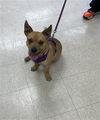 adoptable Dog in Killeen, TX named RIPLEY