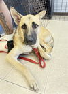 adoptable Dog in Killeen, TX named GUNNER