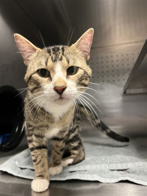 adoptable Cat in Killeen, TX named CODY