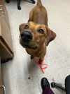 adoptable Dog in Killeen, TX named LILY