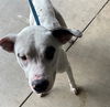 adoptable Dog in Killeen, TX named BLUE