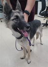 adoptable Dog in  named RAINY