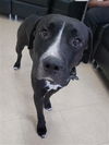 adoptable Dog in Killeen, TX named KING