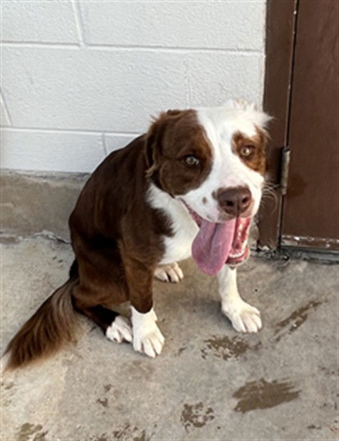 adoptable Dog in Killeen, TX named ANTHONY