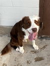 adoptable Dog in  named ANTHONY