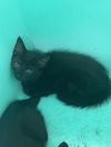 adoptable Cat in Killeen, TX named BINX