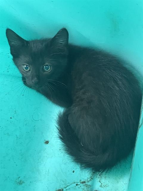 adoptable Cat in Killeen, TX named SALEM