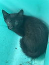 adoptable Cat in Killeen, TX named SALEM