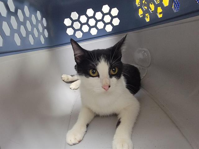 adoptable Cat in Killeen, TX named MOLLY