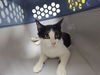adoptable Cat in Killeen, TX named MOLLY